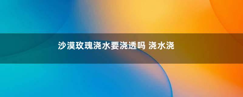 沙漠玫瑰浇水要浇透吗 浇水浇多少合适